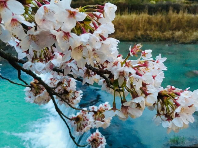 Cherry Blossoms Odawara