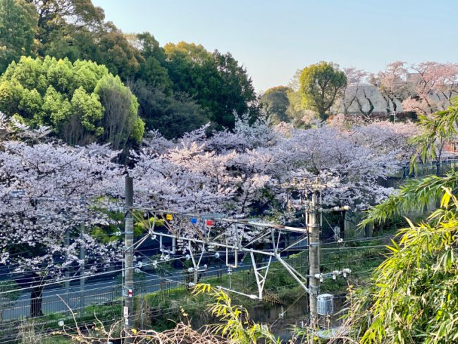 Odawara Cherry Blossoms Kanagawa Japan