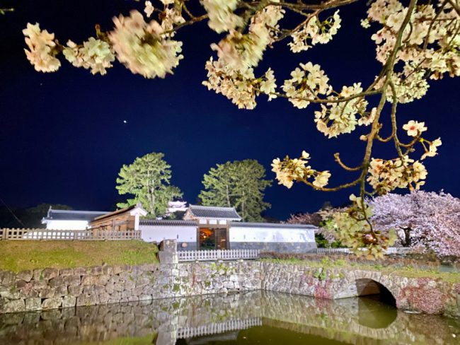 Odawara Castle Night View & Cherry Blossums