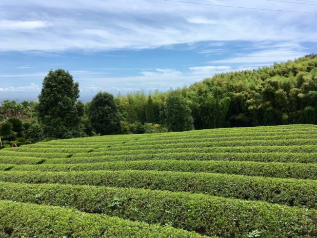 Rice Fields Odawara Japan