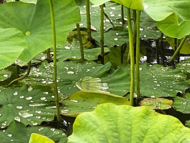 Odawara Kanagawa Japan