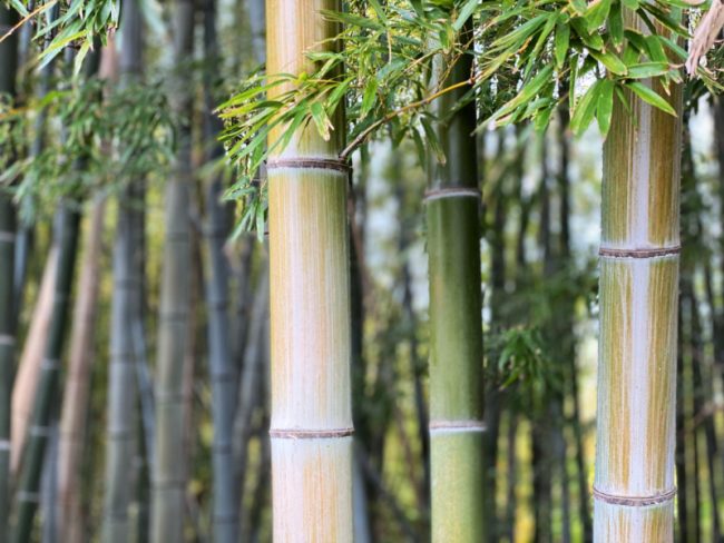 Odawara Kanagawa Japan